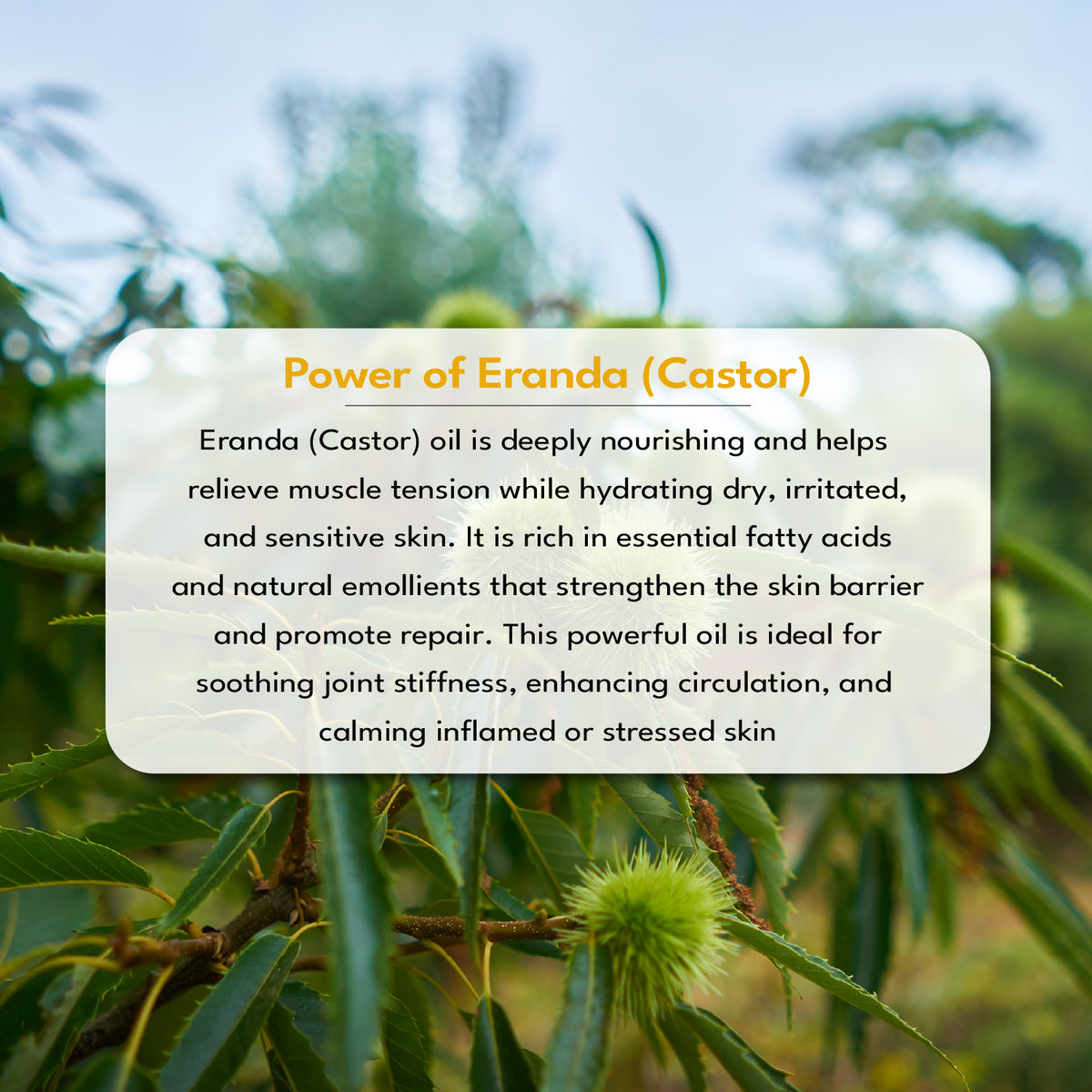 informatory card about Erenda (Castor) oil with blurred natural background