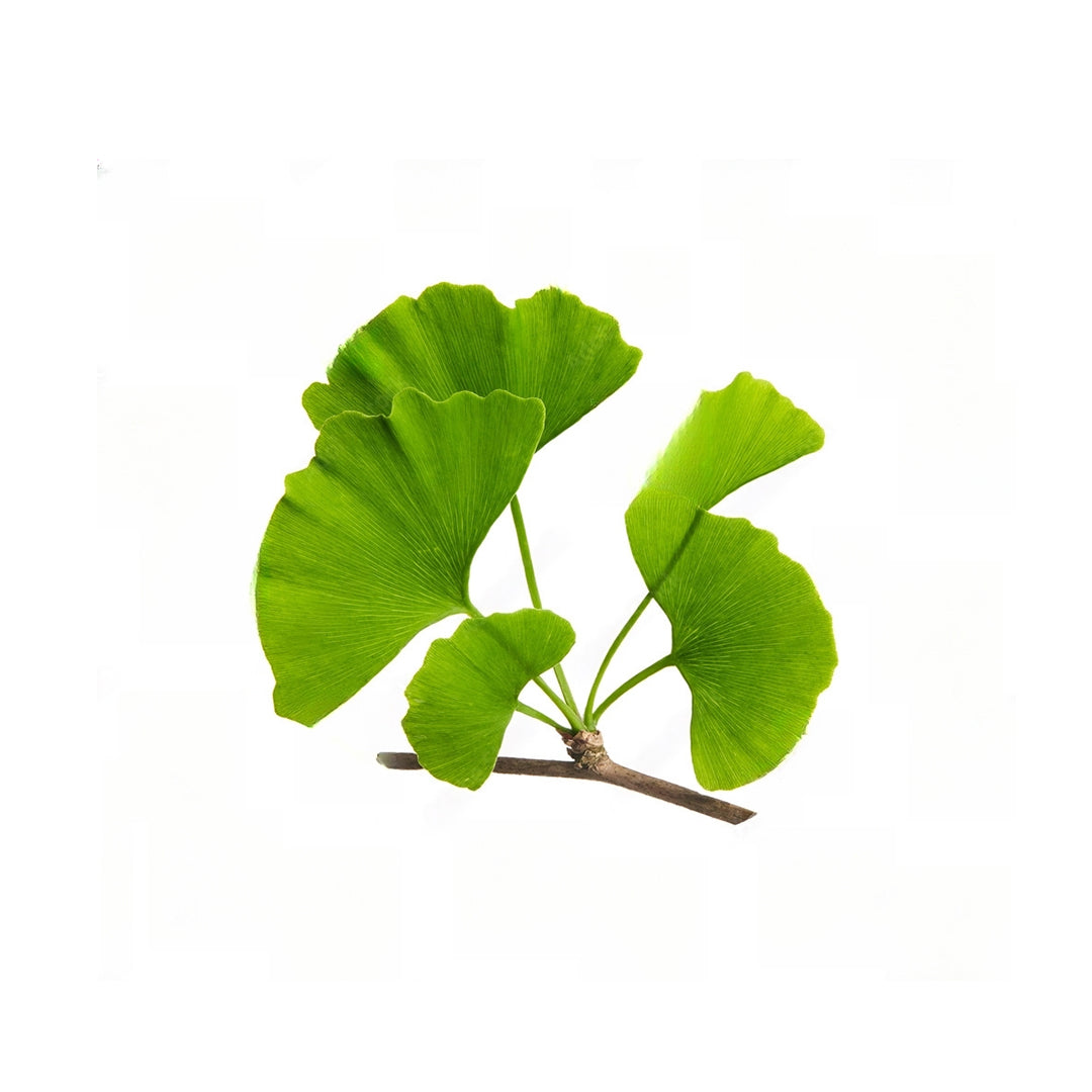 Green leaves on a branch with a white background