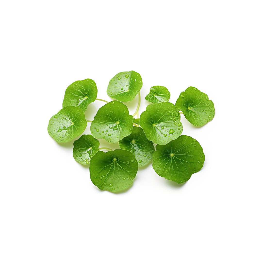 Green leaves with water droplets on a white background