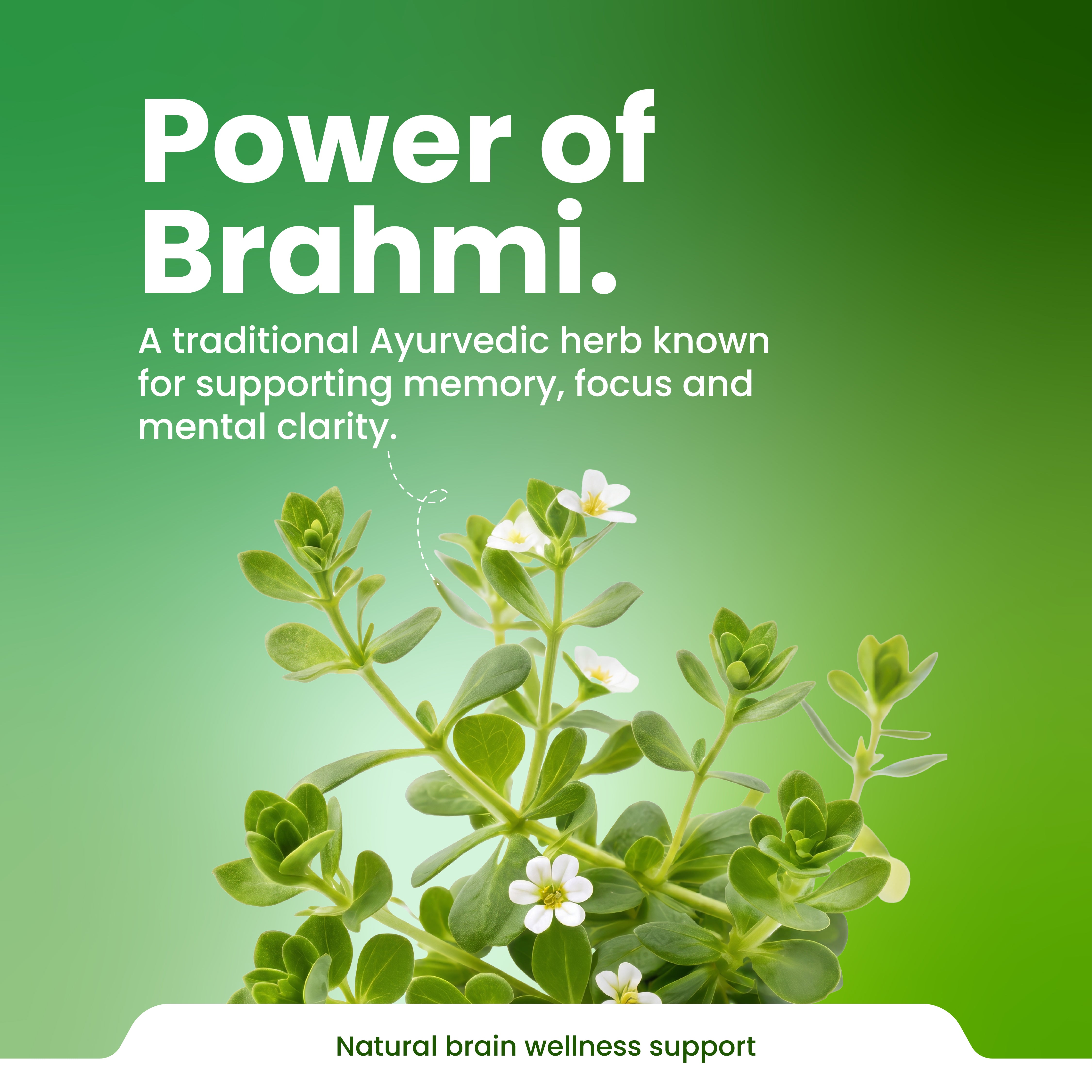Herb with text about Brahmi being a traditional Ayurvedic herb for memory, focus, and mental clarity on a green background.
